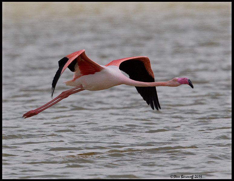 _9SB1044 greater flamingo.jpg